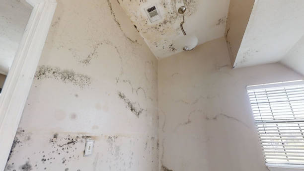 Best Post-Construction Mold Inspection  in Hilmar Irwin, CA