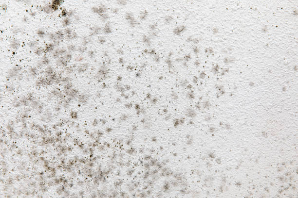 Best Emergency Mold Remediation  in Hilmar Irwin, CA