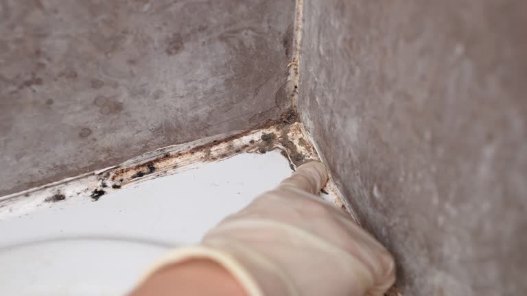 Best Industrial Mold Remediation  in Hilmar Irwin, CA